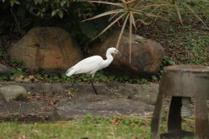 a white bird walking on the ground near some rocks at Seasons Inn in Jiaoxi