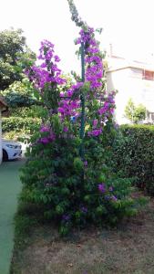 Κήπος έξω από το Apartments in Rovinj - Istrien 11563