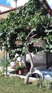 Κήπος έξω από το Apartments in Rovinj - Istrien 11563 +4 φωτογραφίες