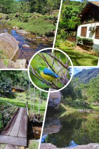 Un collage de fotos de un río con un pájaro en una rama en Sítio Toca da Onça- Lumiar, en Nova Friburgo