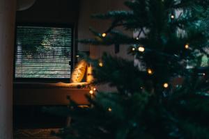 a christmas tree in front of a window with christmas lights at Wood Rest, MyWeek in Stronie Śląskie +25 photos