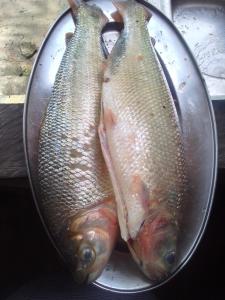 Foto sihtkohas Rio Preto Da Eva asuva majutusasutuse Sítio do guerreiro galeriist