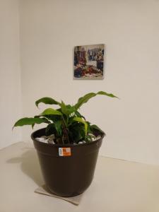 a plant in a black pot sitting on a table at Casa Xico 424- Centro, Xicotepec, Puenlo Magico in Xicotepec de Juárez