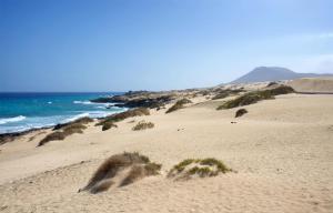a sandy beach with plants on it next to the ocean at Barceló Corralejo Bay - Adults Only in Corralejo +143 photos