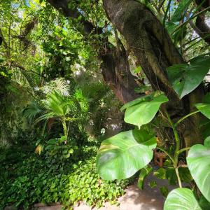 a jungle with green plants and a tree at Casona Origen Merida in Mérida