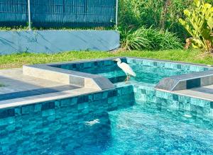 a bird standing in the water next to a swimming pool at Chez Valérie et Patrick in Le Diamant