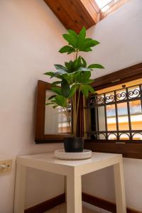 a plant on a white table in front of a mirror at Elegant Attic-Rovigo Center-6 people in Rovigo