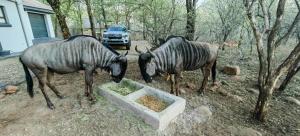 Φωτογραφία από το άλμπουμ του Marloth Birdhaven σε Marloth Park