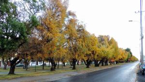 a row of trees on the side of a road at Gran Via Hostel in Punta Arenas