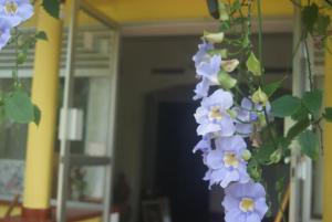Ein Haufen lila Blumen hängt von einem Gebäude in der Unterkunft Ananda Home Stay and Restaurant in Tangalle + 56 Fotos