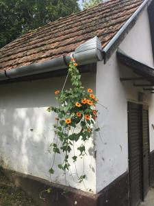 Budova, kde se apartmán nachází + 3 fotografie