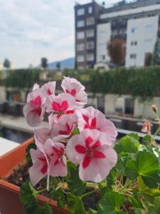 Φωτογραφία από το άλμπουμ του S&SApartment στα Σκόπια