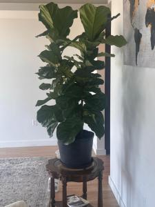 Una pianta in una pentola blu seduta su uno sgabello di Townhome with fish Tank & Private Garage a Portland