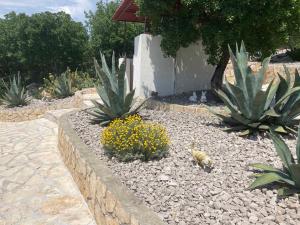 a garden with cactuses and a bee on the ground at Apartments in Sveti Juraj 27785 in Burnjak +5 photos