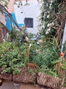 a garden with plants and flowers in front of a house at Maison diyafa in Guelmim