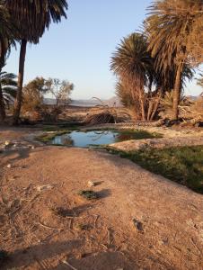a small pool of water in the desert with palm trees at Maison diyafa in Guelmim