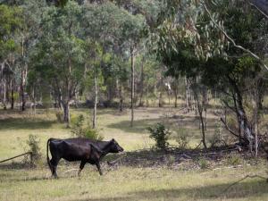 a black cow walking in the grass in a field at Bundaleer Tiny House 1 by Tiny Away in Doyles Creek