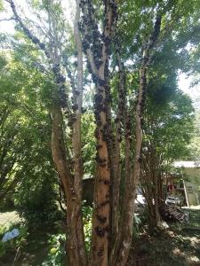 a tree with lots of leaves on it at Sítio Jabuticabeira in Santo Antônio do Pinhal +2 photos