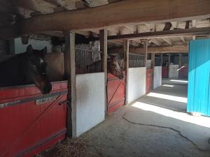 two horses standing in a barn with their stalls at Le Big Family - LE MONT DE LA LOUVE in Bazinghen +11 photos