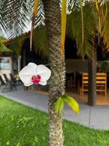 a palm tree with a white flower on it at Hotel Fazenda Haras RD in Olímpia +105 photos