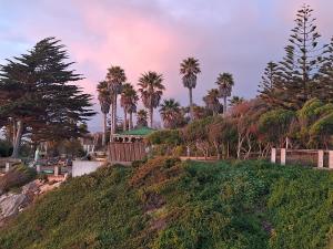un grupo de palmeras en una colina en Maravillosa vista, en Mirasol