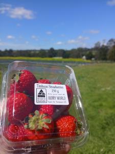 a plastic container filled with strawberries in a field at Berry World in Timboon
