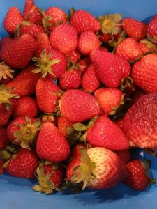 a pile of strawberries on a blue background at Berry World in Timboon +5 photos