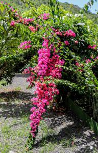 Gallery image of Villa Kia Ora House in Teavaro