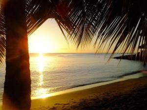 a palm tree on a beach with the sunset at LOGEMENT REZ DE JARDIN A 4mn DES PLAGES in Case-Pilote