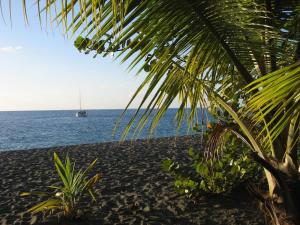 a beach with a boat in the ocean with a palm tree at LOGEMENT REZ DE JARDIN A 4mn DES PLAGES in Case-Pilote