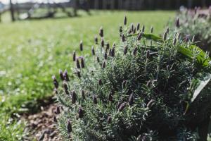 une plante avec des fleurs violettes dans un jardin dans l'établissement Weld Cottage - Sustainable lifestyle property, à New Plymouth