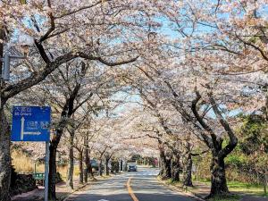 a tree lined street with cherry trees in bloom at Private Open-air Onsen Sakura Cottage Izukogen in Ito