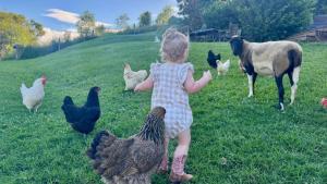 a little girl standing in a field with chickens at Hinterland Hideaway Farm Stay in Wolvi