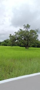 a tree in the middle of a field of grass at Vapanakhaw Ubon in Ubon Ratchathani
