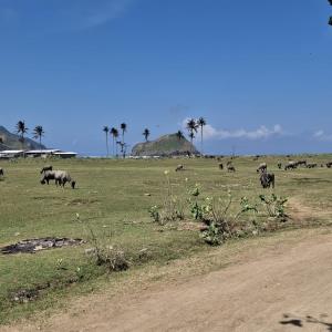 a herd of animals grazing in a field at wide view house in Kuta Lombok +9 photos