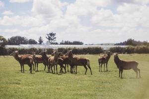 a group of horses standing in a field at The River Retreat - off the grid escape in Inglewood +13 photos