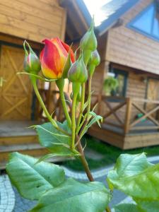 a close up of a flower on a plant at Osada Międzywodzie in Międzywodzie