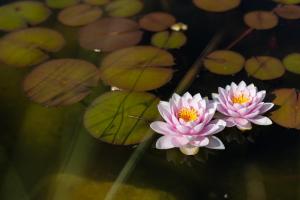 twee roze waterlelies bovenop de lelietjes bij Holiday Park Orava - Hotel Orava in Dolný Kubín