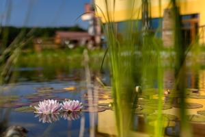 twee roze bloemen in een vijver met gras bij Holiday Park Orava - Hotel Orava in Dolný Kubín +74 foto's