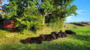 a group of cows laying in the grass in a field at Ferienhaus Ostsee in Steinberg +17 photos