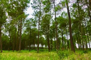 un bosque con árboles altos y césped verde en À deux pas du courant, en Mimizan-Plage