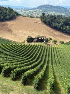 einen Weinberg mit einem Haus in der Mitte eines Feldes in der Unterkunft Villa Eleonora Italia in Mornico Losana