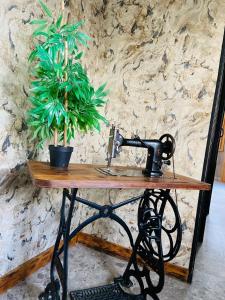 a sewing machine on a table with a potted plant at La Chaumière des 2 Cygnes-SPA- WIFI-Parking-Calme in Abbeville +45 photos