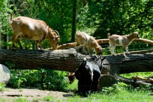 Tiere im Hotel oder in der Nähe