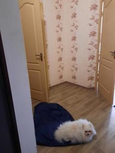 un petit chien blanc allongé sur le sol dans un couloir dans l'établissement Однокімнатна квартира на Садовому з ліжком, à Shcherbani