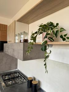 a plant on a shelf above a stove in a kitchen at LIKE HOME in Norma