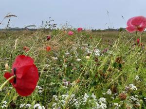 een veld van bloemen met rode papavers bij 5 person holiday home in Skagen-By Traum in Kandestederne