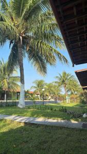 eine Palme in einem Park mit Bürgersteig in der Unterkunft Casa de Férias no Sôssego in Itamaracá + 58 Fotos