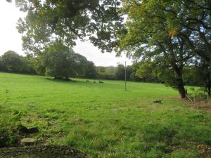 オークハンプトンにあるHolland Park Farmの牛が草の上に横たわっている野原