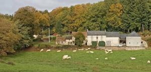 Un rebaño de ovejas pastando en un campo frente a una casa en Gite des Petits Boueix, en Bussière